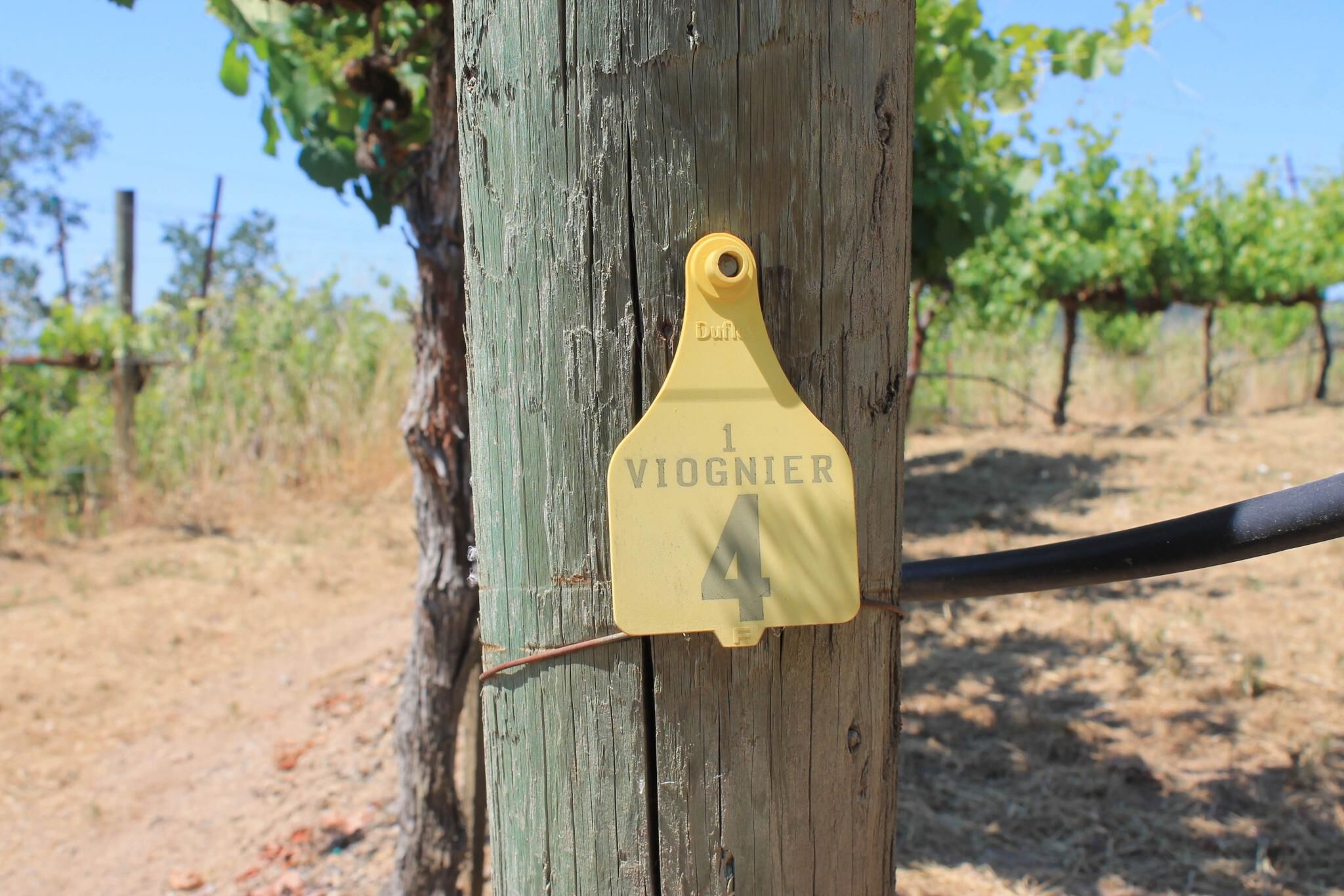 Viognier tag